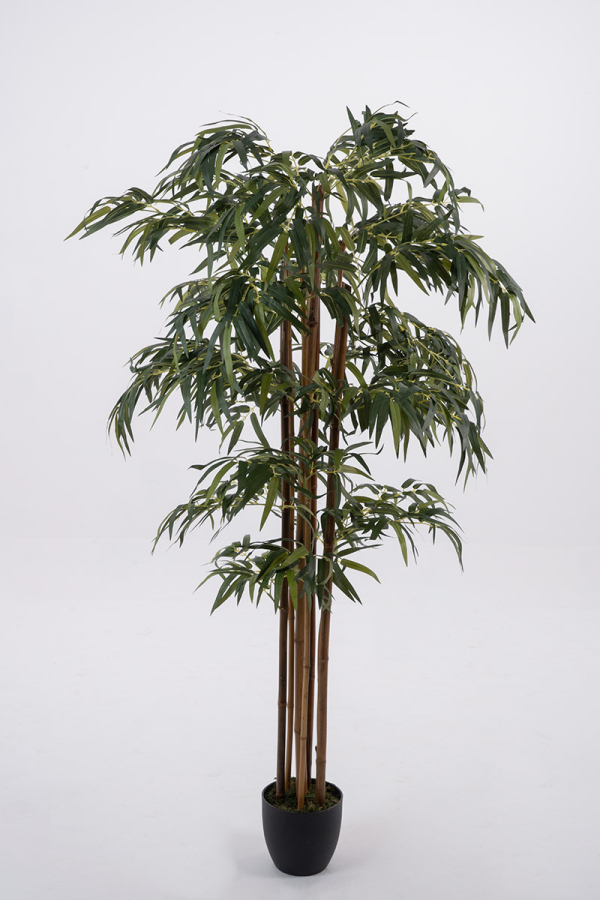 Bamboo Δέντρο 1,80 μ