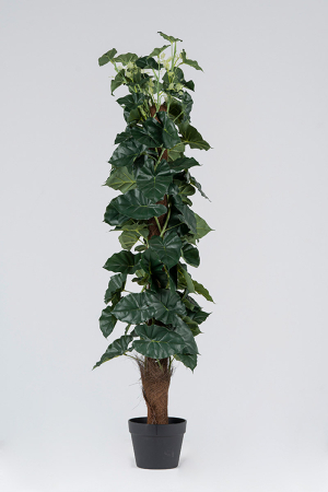Συγκόνιουμ Φυτό 1,30 μ