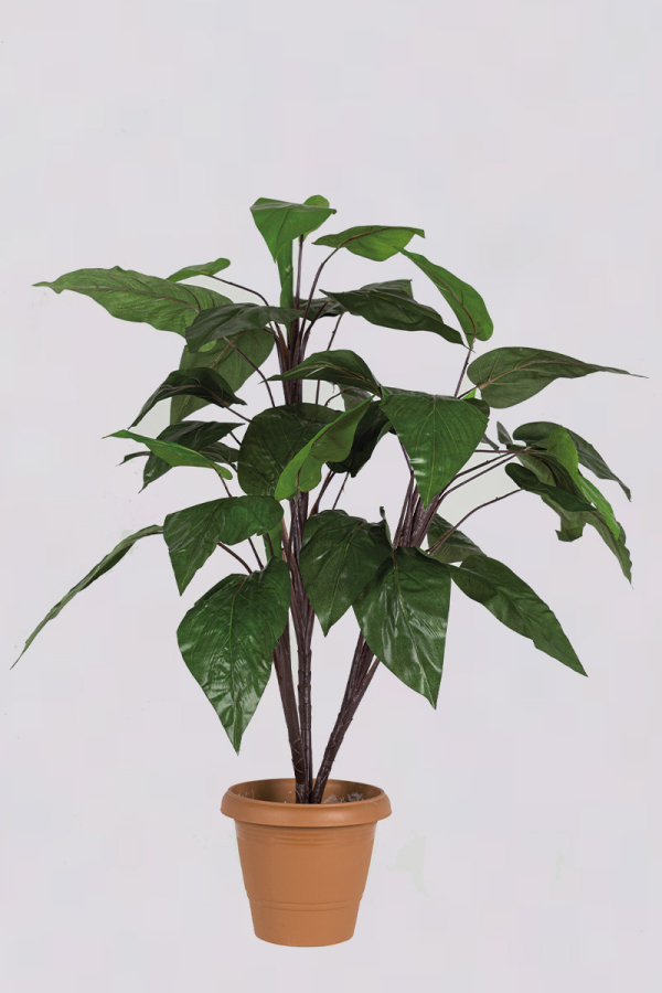 Φυλλόδεντρο Φυτό 1,10 μ