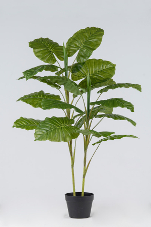 Συγκόνιουμ Φυτό x 19 Φύλλα 1,10 μ