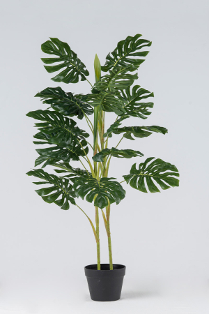 Σχιστόφυλλο Φυτό x 19 Φύλλα 1,10 μ