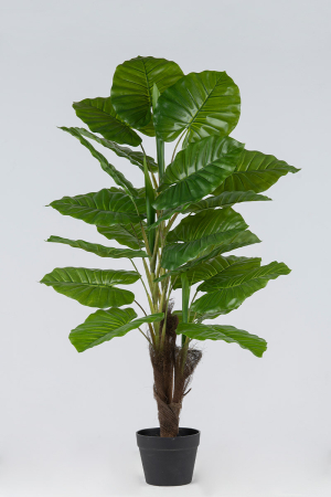 Συγκόνιουμ Φυτό x 24 Φύλλα 1,20 μ