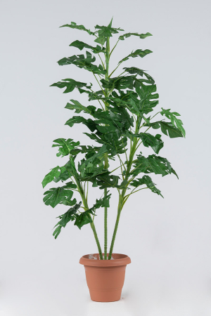 Σχιστόφυλλο Φυτό x 3 Φύλλα 1,20 μ