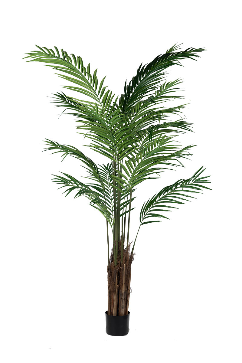 Αρέκα Ξύλινο Κορμό 1,80 μ