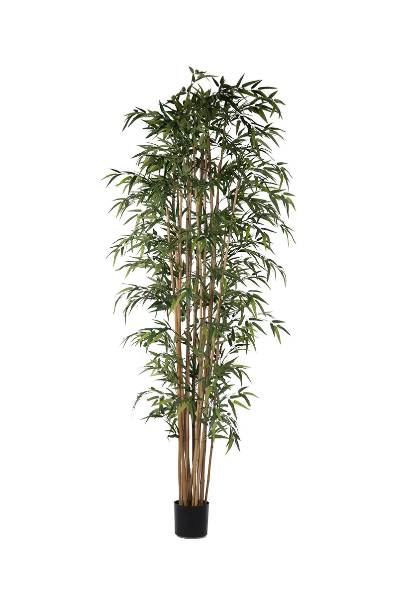 Bamboo Δέντρο 2,40 μ
