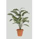 Αγλαόνιουμ Φυτό x 22 Φύλλα 0,80 μ