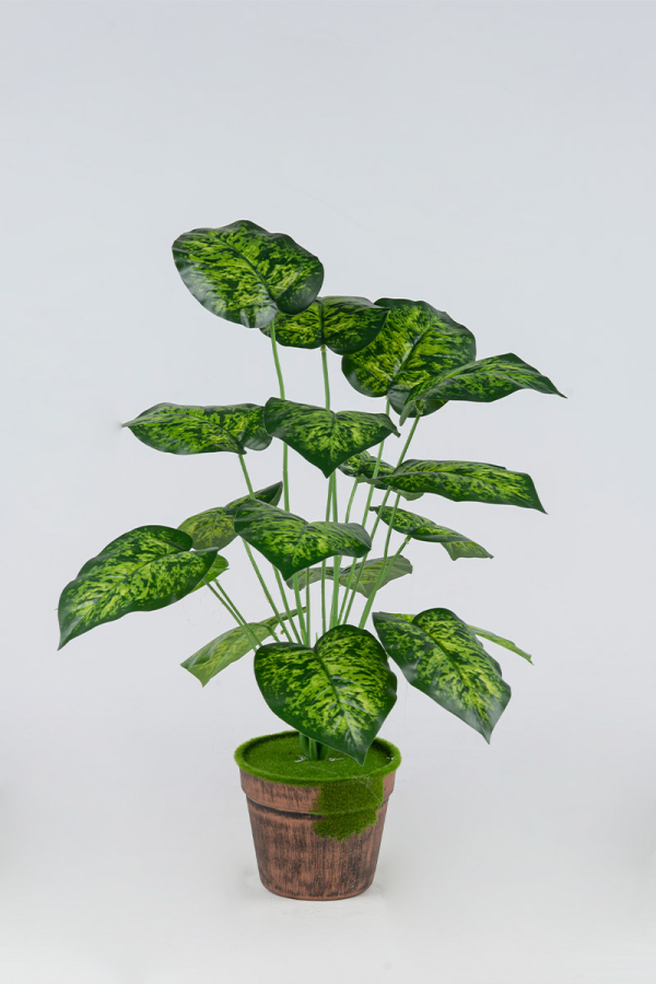 Nτιφενμπάχια Φυτό x 18 Φύλλα 0,75 μ