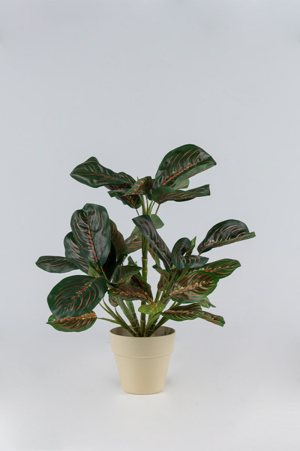 Αμάραντα Φυτό x 43 Φύλλα 0,65 μ