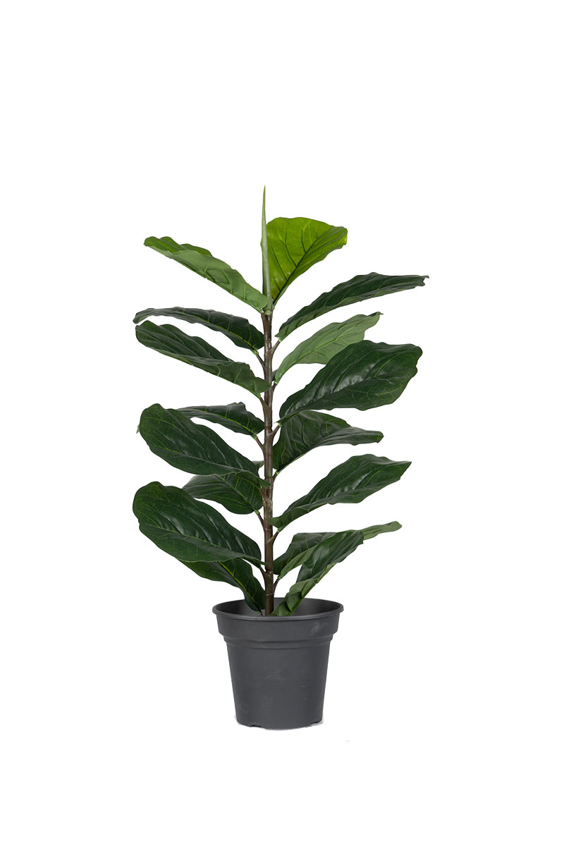 Τεχνητά Φυτά - Φίκος Λυράτα 0,85 μ